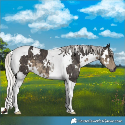 Horse Color:White Spotted Silver Smoky Black Tobiano
