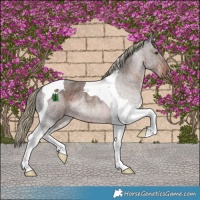 Horse Color:Liver Red Roan Tobiano Rabicano 