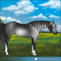 Horse Color:Gray White Spotted Black 