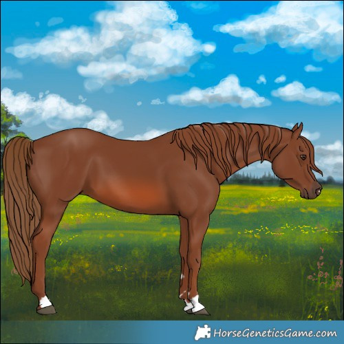 Horse Color:Chestnut 