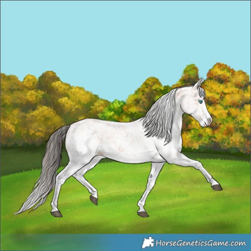 Horse Color:White Spotted Bay Splash and White Spotted Bay Splash