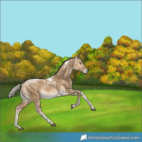 Horse Color:Unknown 