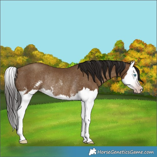 Horse Color:Gray Classic Champagne Sabino Splash Rabicano 