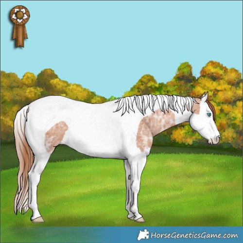 Horse Color:Gold Champagne Ice Splash Tobiano Rabicano 