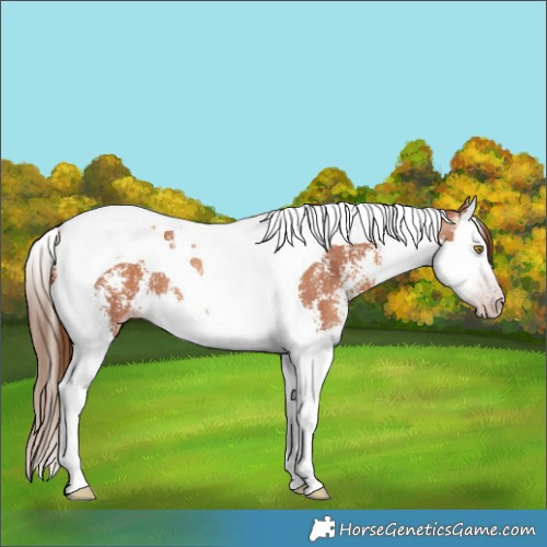 Horse Color:Gray Gold Champagne Sabino Splash Tobiano 