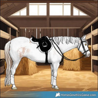 Horse Color:Gray Gold Champagne Sabino Splash Tobiano 