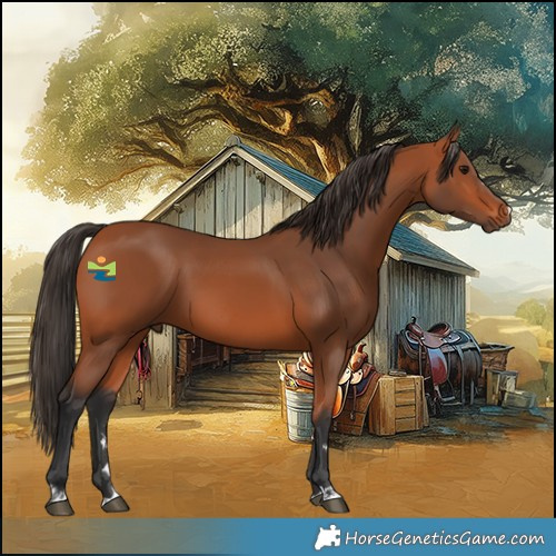 Horse Color:Bay 