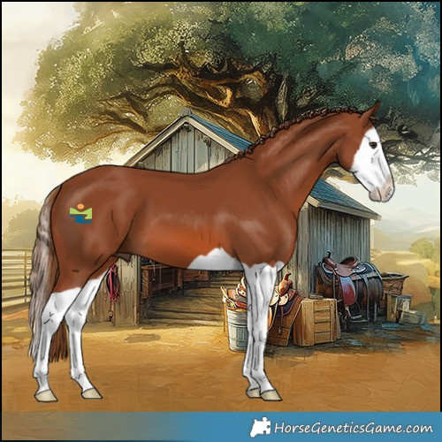 Horse Color:Chestnut Splash