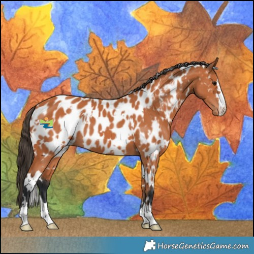 Horse Color:White Spotted Bay Near Leopard 
