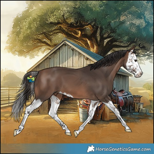 Horse Color:Brown Splash