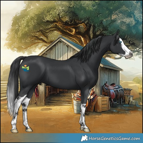 Horse Color:Black Splash 