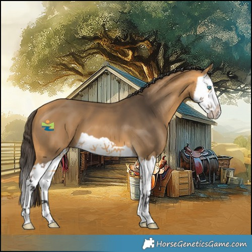 Horse Color:Buckskin Splash 