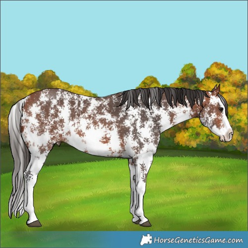 Horse Color:Bay Sabino Splash 