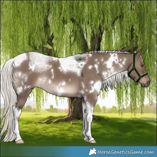 Horse Color:White Spotted Liver Red Dun Mushroom Tobiano 