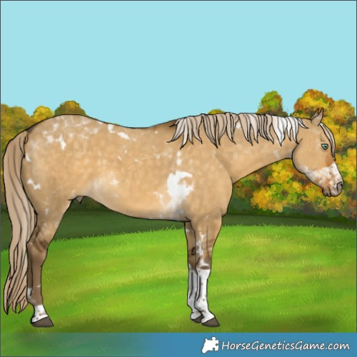 Horse Color:White Spotted Chocolate Palomino Dun Mushroom Tobiano 