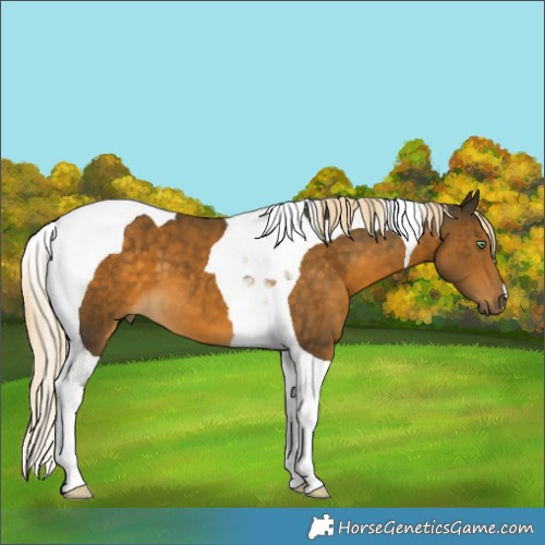 Horse Color:Chocolate Palomino Mushroom Tobiano 