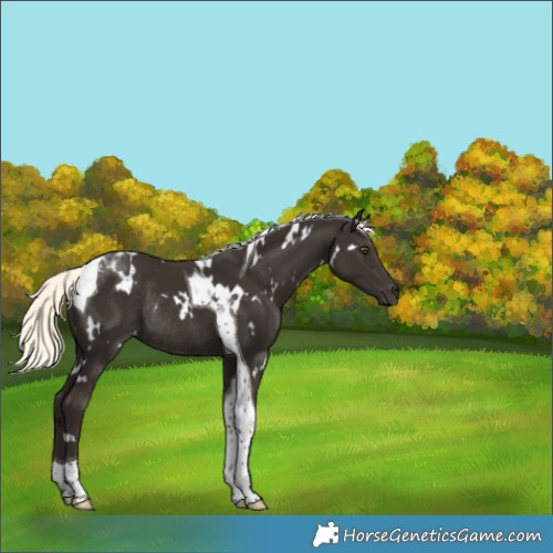 Horse Color:Unknown 