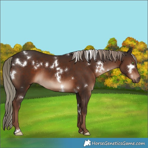 Horse Color:White Spotted Liver Chestnut Mushroom