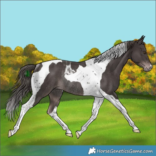 Horse Color:Platinum Liver Chestnut Tobiano Rabicano 