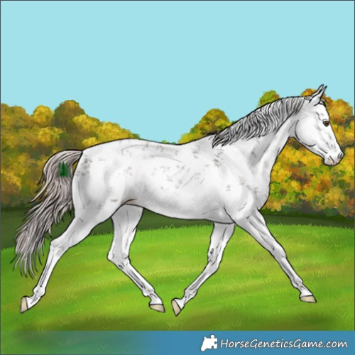 Horse Color:Platinum White Spotted Liver Chestnut Sabino Rabicano 