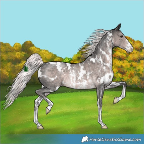 Horse Color:Platinum White Spotted Chocolate Palomino Sabino Rabicano 