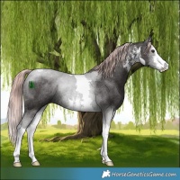 Horse Color:Platinum White Spotted Liver Chestnut Tobiano Rabicano