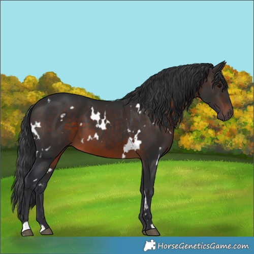Horse Color:White Spotted Brown 