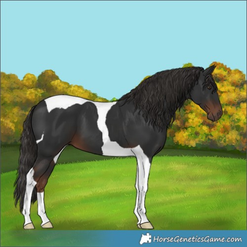 Horse Color:Liver Chestnut Tobiano 