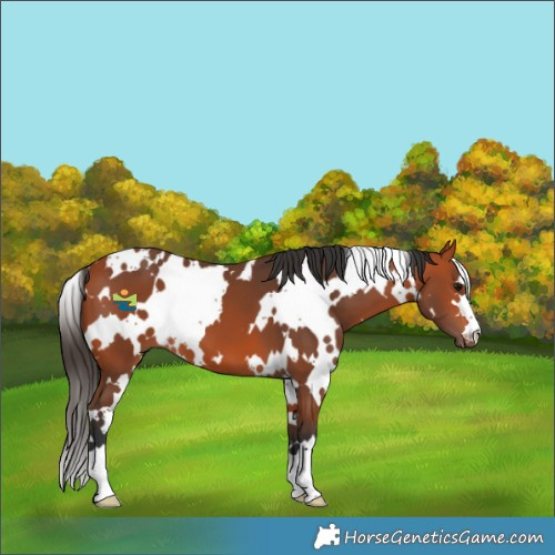 Horse Color:White Spotted Bay 
