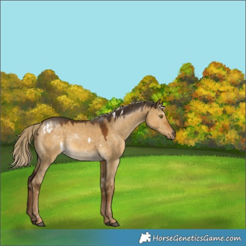 Horse Color:Unknown 