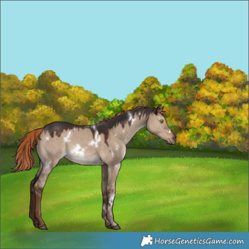 Horse Color:Unknown 