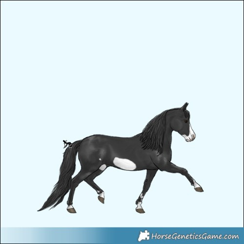 zpzAVR Math Edition 1Y | HorseGeneticsGame.com