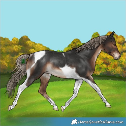 Horse Color:Liver Chestnut Tobiano Rabicano 
