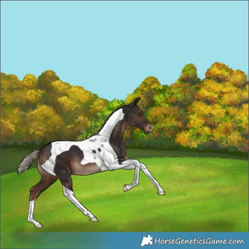 Horse Color:Liver Chestnut Tobiano