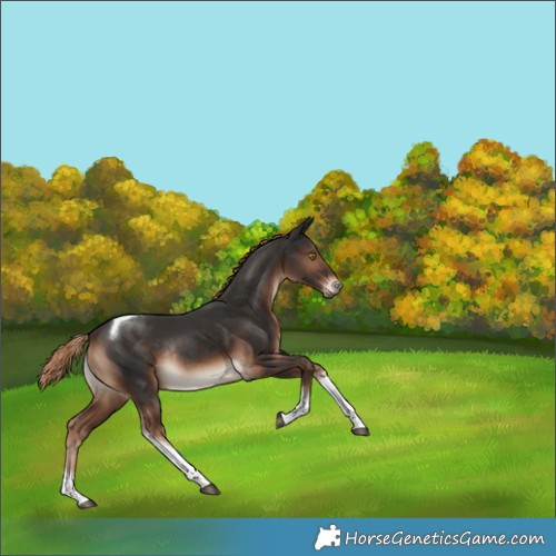 Horse Color:Liver Chestnut Tobiano Rabicano 