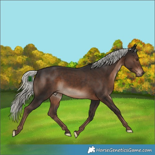 Horse Color:Liver Chestnut Mushroom Rabicano 