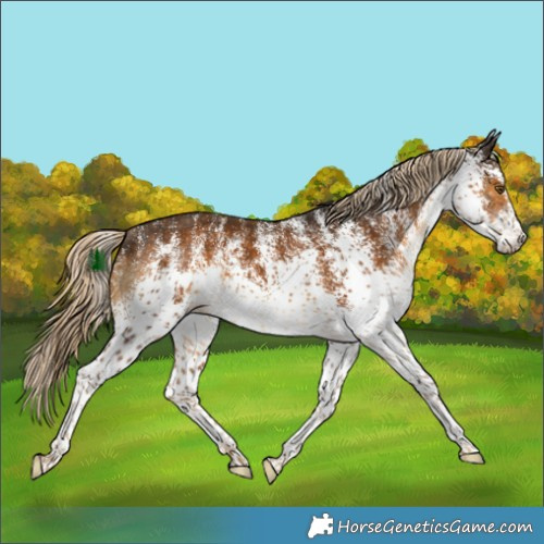 Horse Color:White Spotted Chocolate Palomino Rabicano 