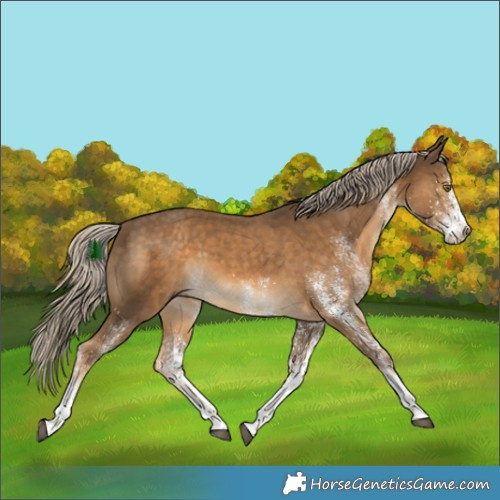 Horse Color:White Spotted Chocolate Palomino 