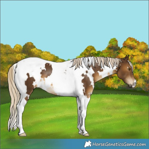Horse Color:White Spotted Chocolate Palomino Tobiano 