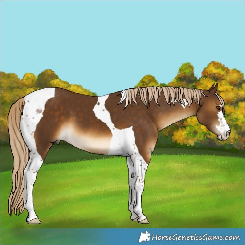 Horse Color:Chocolate Palomino Tobiano 