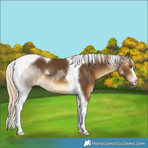 Horse Color:Chocolate Palomino Tobiano 