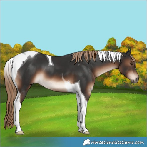 Horse Color:Liver Chestnut Tobiano 