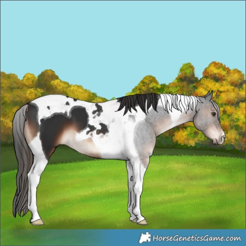 Horse Color:Liver Chestnut Tobiano 