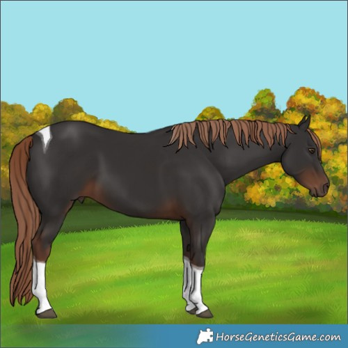 Horse Color:Liver Chestnut Tobiano