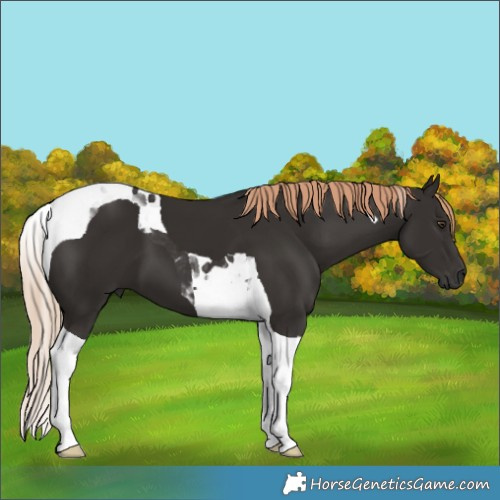 Horse Color:Liver Chestnut Tobiano 