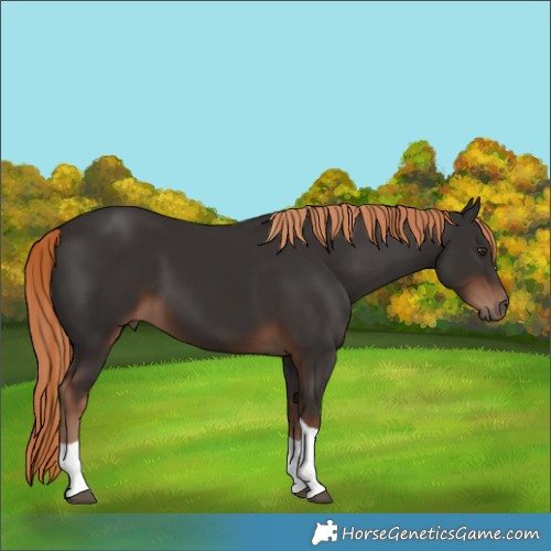 Horse Color:Liver Chestnut Tobiano 