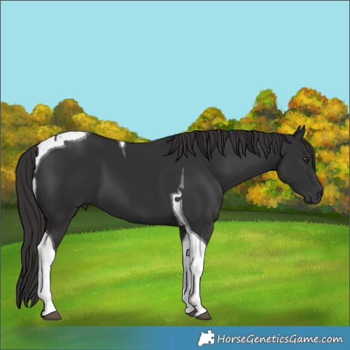 Horse Color:Liver Chestnut Tobiano 