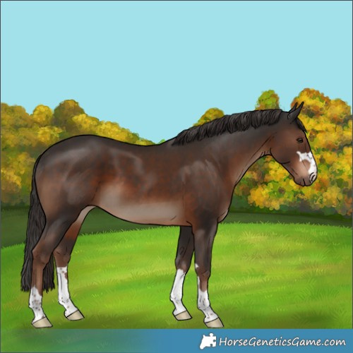 Horse Color:Liver Chestnut 