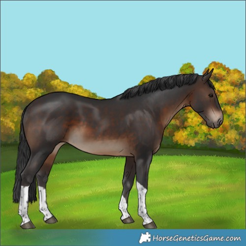 Horse Color:Brown Tobiano 