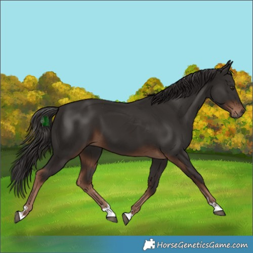 Horse Color:Liver Chestnut 